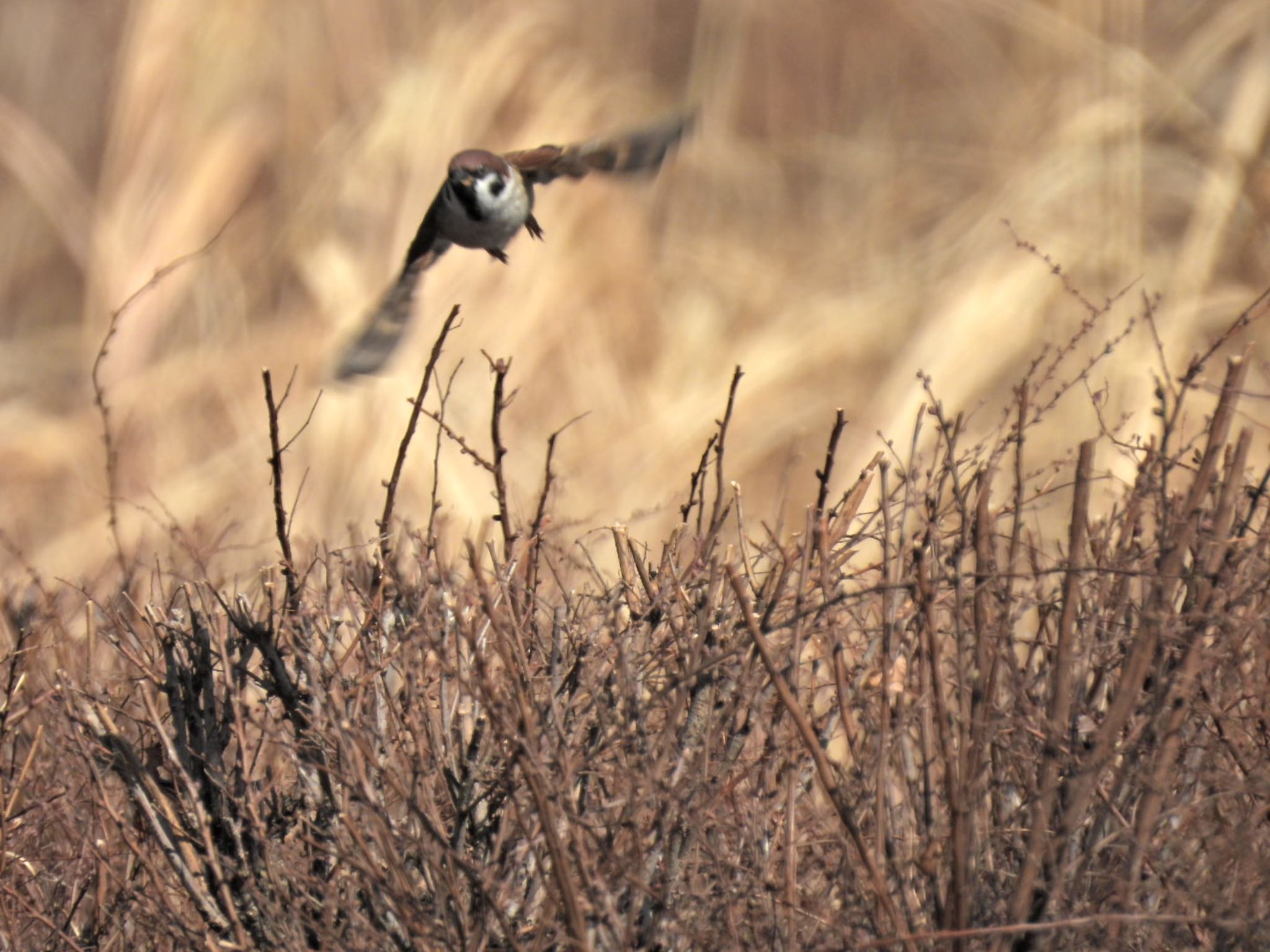 Eurasian Tree Sparrow