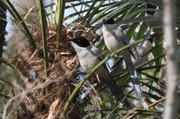 Azure-winged Magpie 黒川清流公園 Sat, 2/24/2024