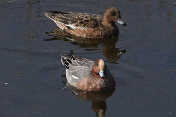 Eurasian Wigeon 浅川（高幡不動駅～百草園） Sat, 2/24/2024