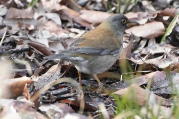 Pale Thrush 黒川清流公園 Sat, 2/24/2024