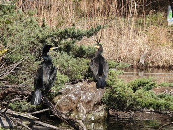 カワウ 見沼自然公園 2024年2月24日(土)