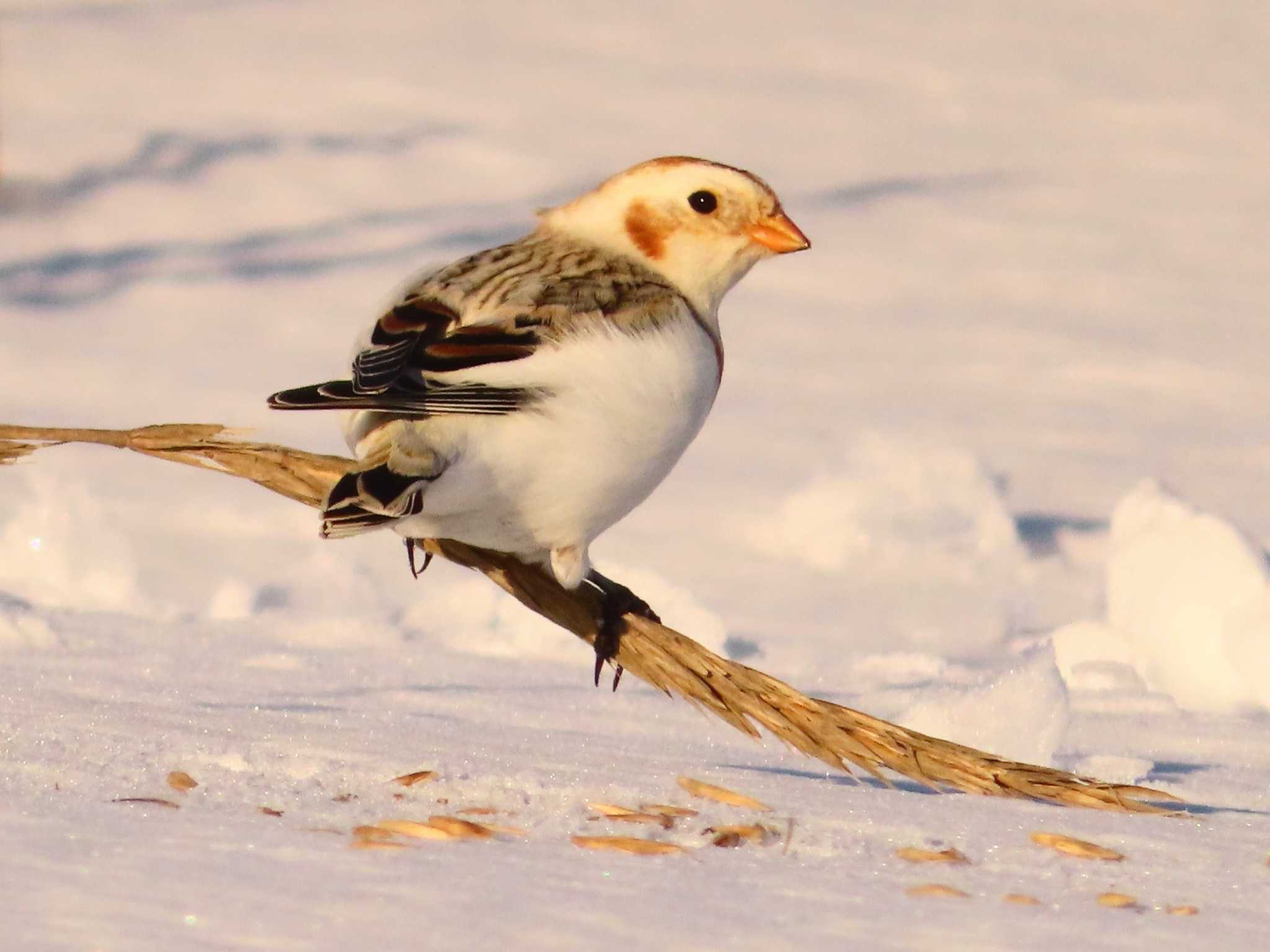 Snow Bunting