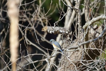 Red-flanked Bluetail 大町公園(市川市) Sat, 2/24/2024