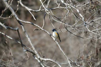 ルリビタキ 大町公園(市川市) 2024年2月24日(土)