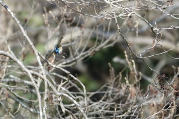 Red-flanked Bluetail 大町公園(市川市) Sat, 2/24/2024