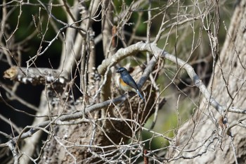 Red-flanked Bluetail 大町公園(市川市) Sat, 2/24/2024