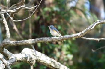 ルリビタキ 大町公園(市川市) 2024年2月24日(土)