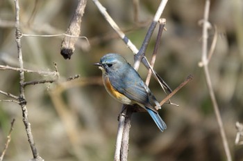 Red-flanked Bluetail 大町公園(市川市) Sat, 2/24/2024