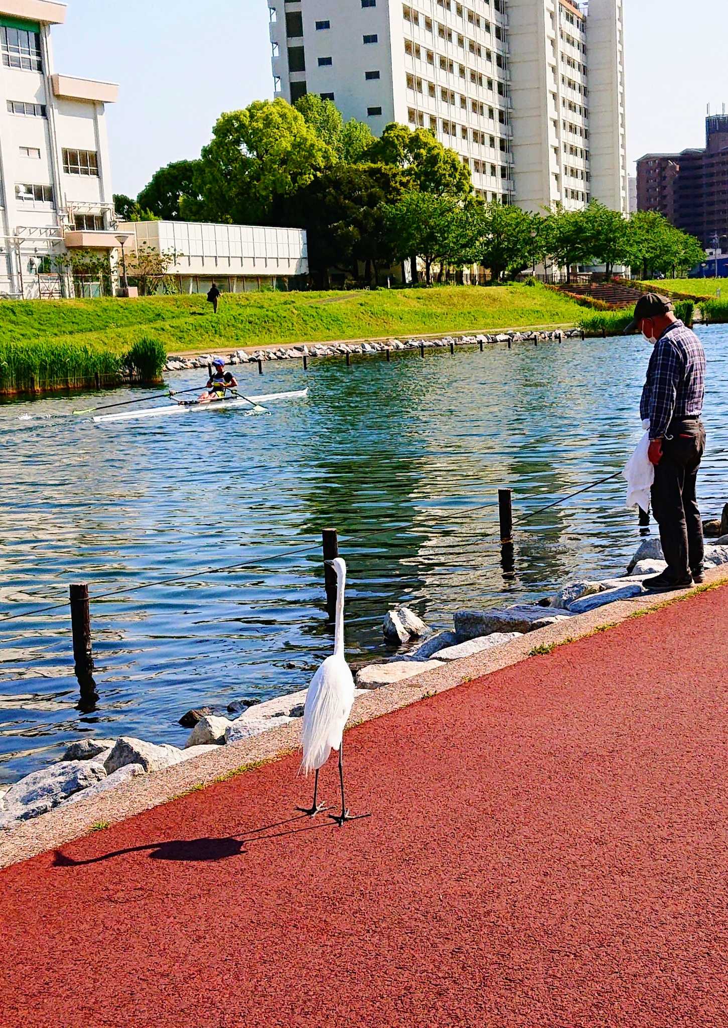 サギさんぽ🐦 by ぎたふぐ