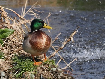 Mallard 平塚田んぼ Sat, 2/24/2024