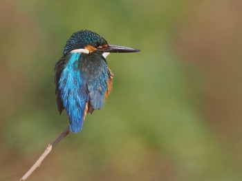 Common Kingfisher 平塚田んぼ Sat, 2/24/2024