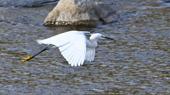 Little Egret 鴨川 Sat, 2/24/2024