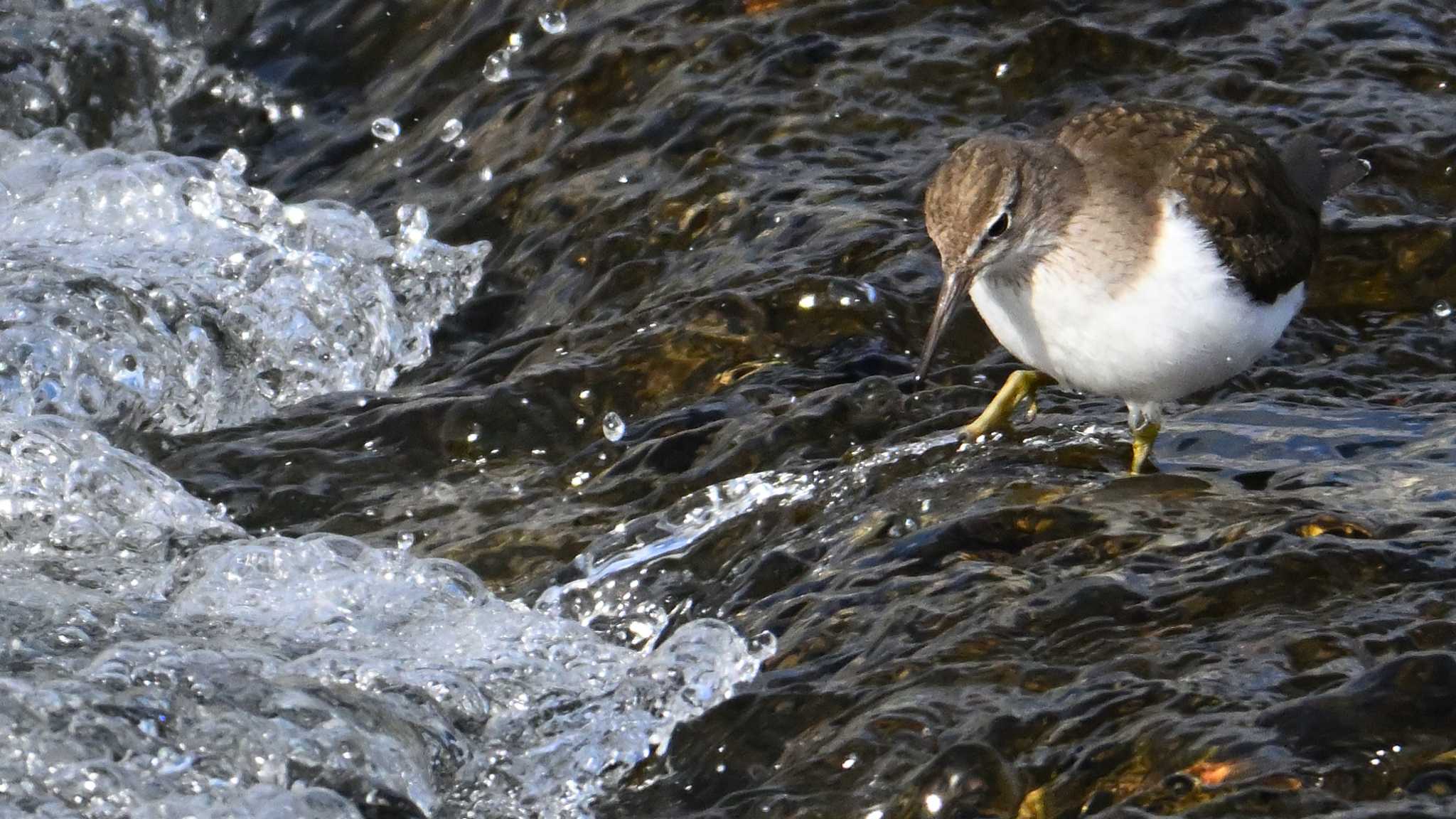 Common Sandpiper