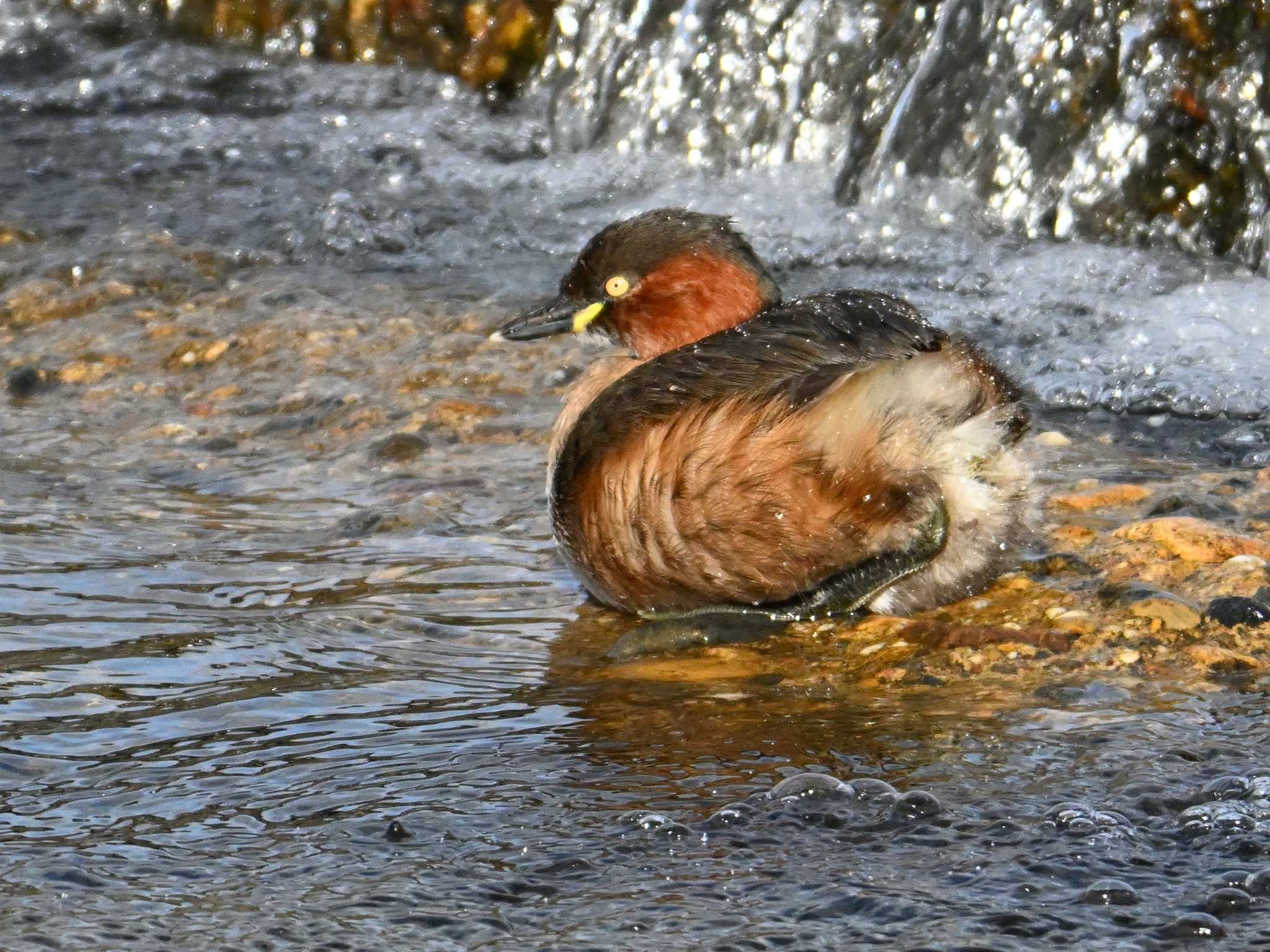 Little Grebe