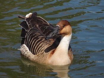 サカツラガン 大池親水公園 2024年2月24日(土)