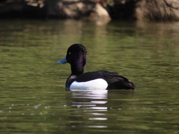 キンクロハジロ 大池親水公園 2024年2月24日(土)