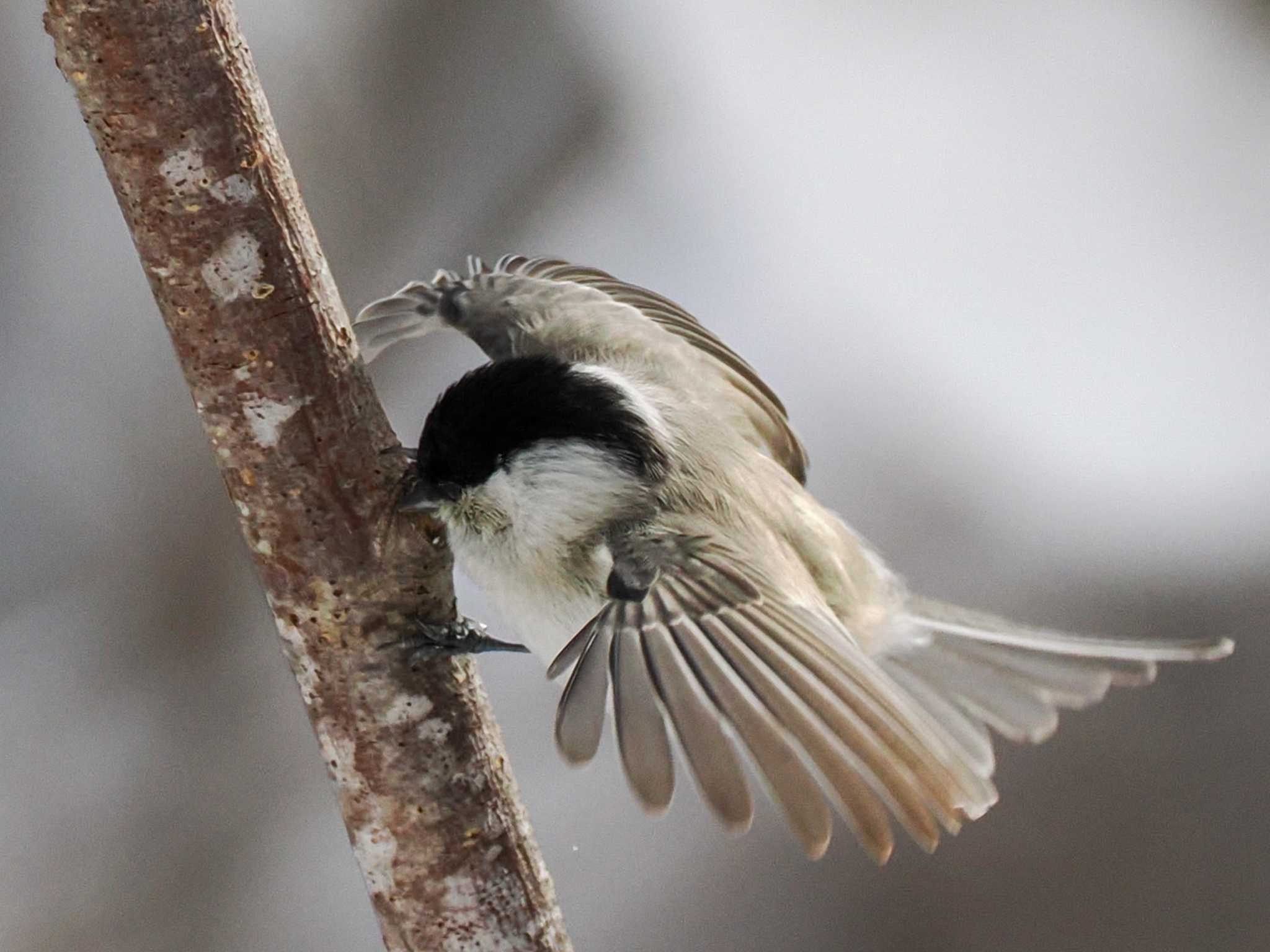 平和の滝(札幌市西区) ハシブトガラの写真 by 98_Ark (98ｱｰｸ)