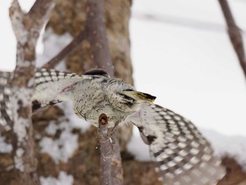 Japanese Pygmy Woodpecker(seebohmi) 平和の滝(札幌市西区) Sun, 2/25/2024