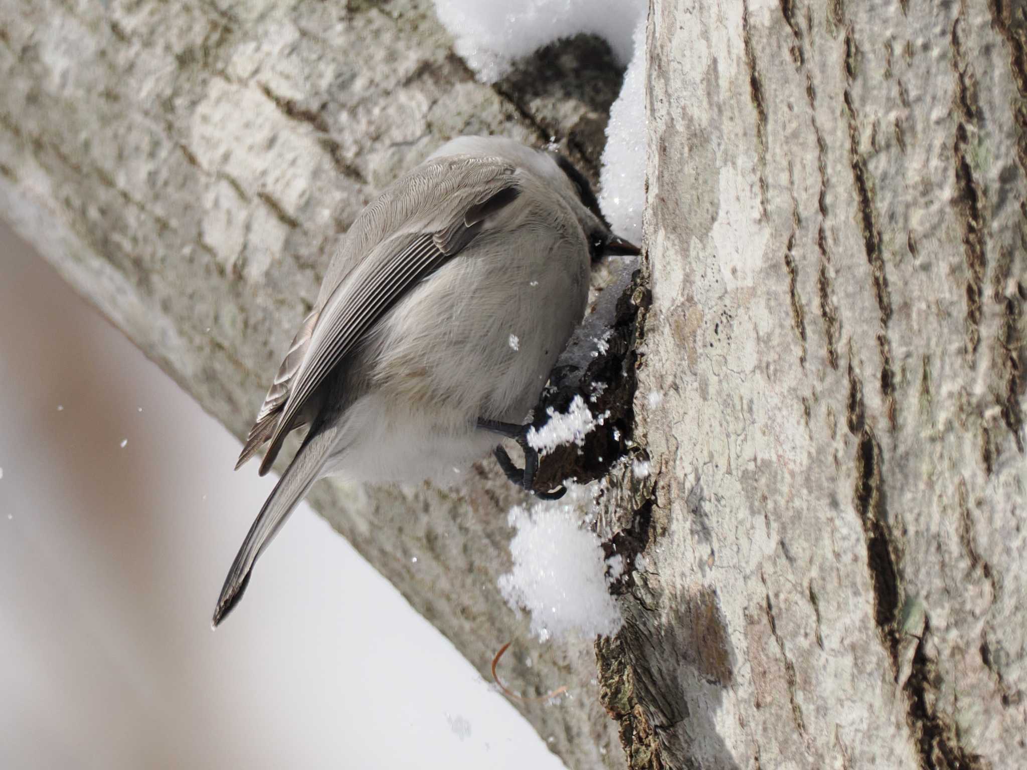 平和の滝(札幌市西区) ハシブトガラの写真 by 98_Ark (98ｱｰｸ)