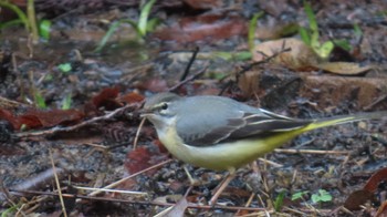 Grey Wagtail 各務野自然遺産の森 Sun, 2/25/2024