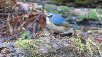 Red-flanked Bluetail 各務野自然遺産の森 Sun, 2/25/2024