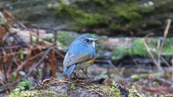 Red-flanked Bluetail 各務野自然遺産の森 Sun, 2/25/2024