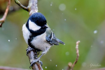 シジュウカラ 西湖野鳥の森公園 2024年2月23日(金)