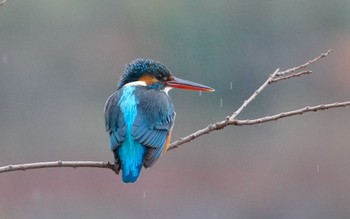 Common Kingfisher Oizumi Ryokuchi Park Sun, 2/25/2024