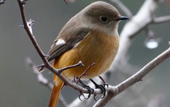 Daurian Redstart Oizumi Ryokuchi Park Sun, 2/25/2024