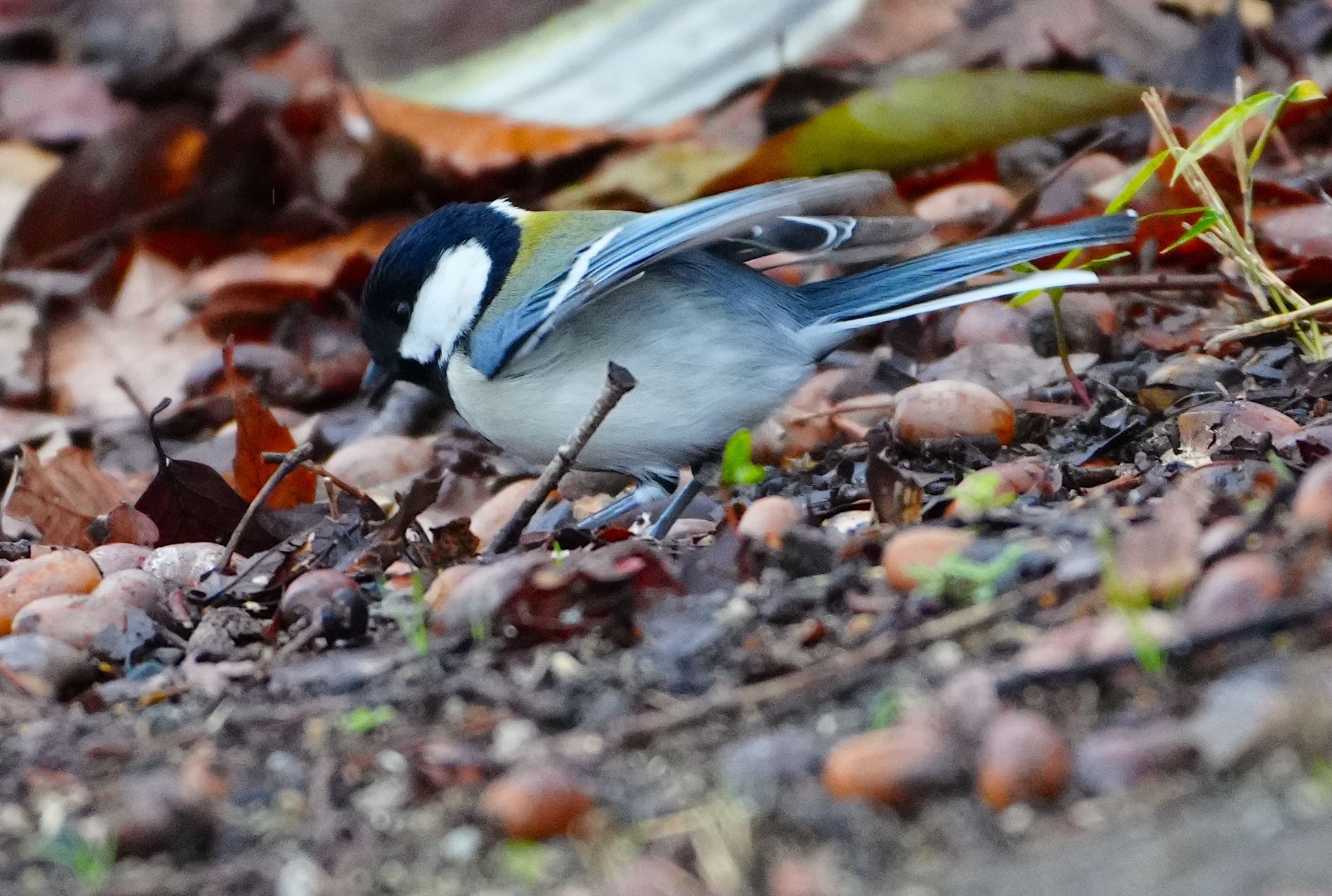 Japanese Tit