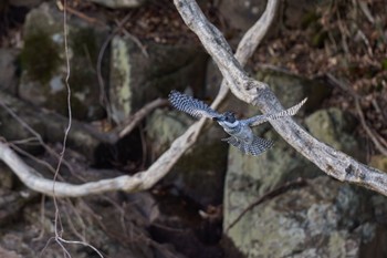 Crested Kingfisher 奈良県 Sat, 2/24/2024