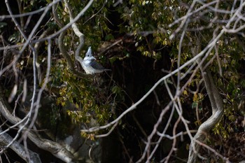 Crested Kingfisher 奈良県 Sat, 2/24/2024