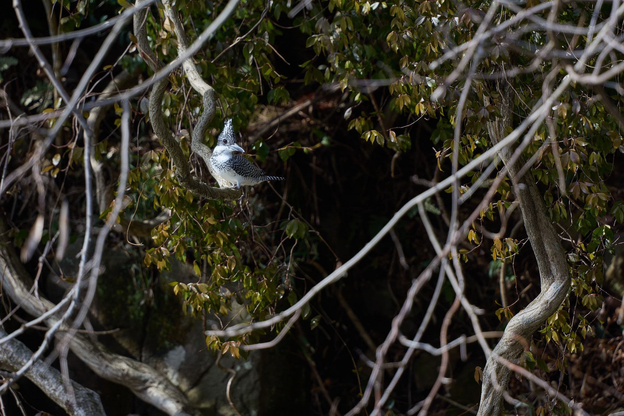 Photo of Crested Kingfisher at 奈良県 by 明石のおやじ