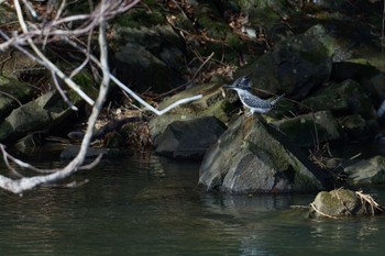 Crested Kingfisher 奈良県 Sat, 2/24/2024