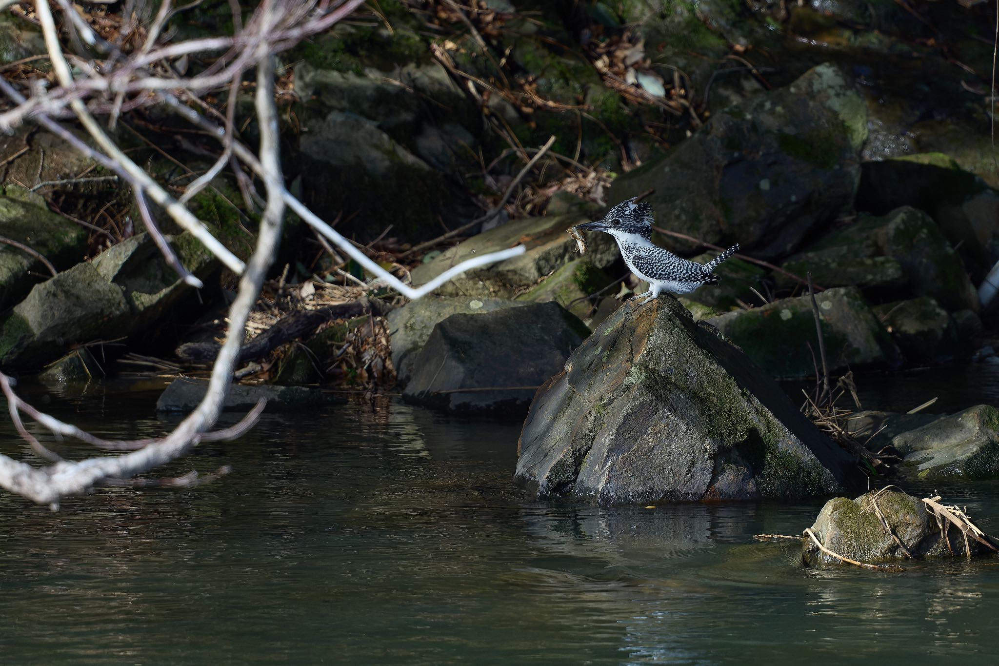 Photo of Crested Kingfisher at 奈良県 by 明石のおやじ