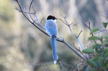 オナガ 行徳野鳥保護区 2024年2月10日(土)