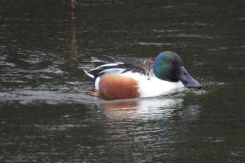 ハシビロガモ 井の頭恩賜公園 2024年2月25日(日)