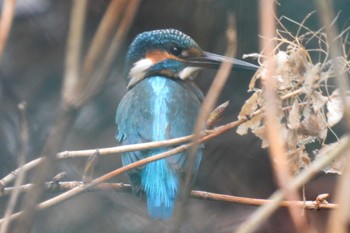 カワセミ 井の頭恩賜公園 2024年2月25日(日)