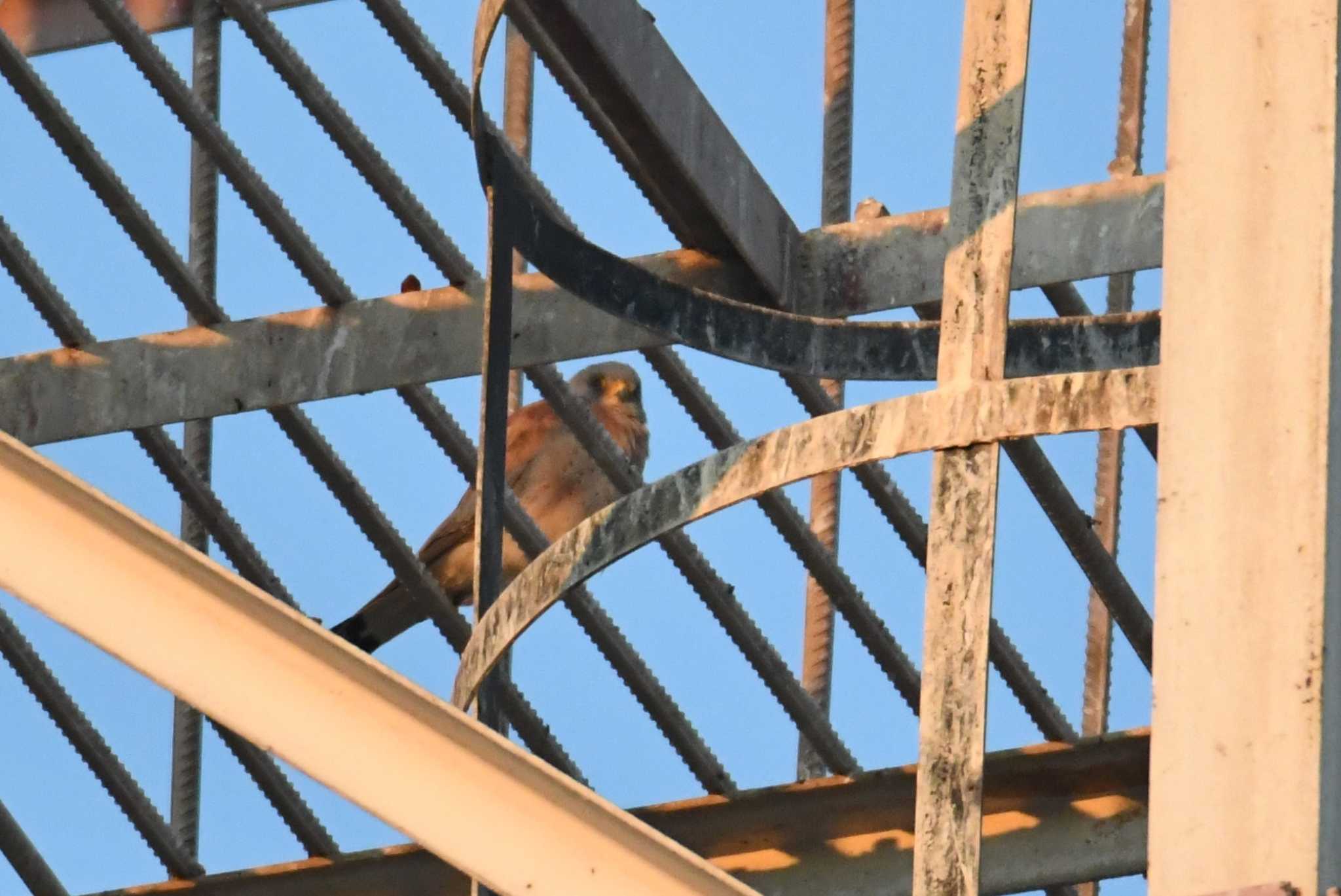 Photo of Lesser Kestrel at マンダルゴビ by あひる