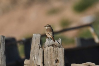 Brown Shrike マンダルゴビ Thu, 8/24/2023