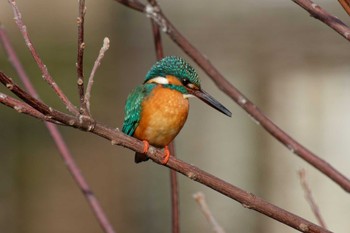 Common Kingfisher 京都府 Sat, 2/24/2024