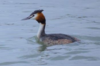 Great Crested Grebe 笠松みなと公園 Fri, 2/23/2024