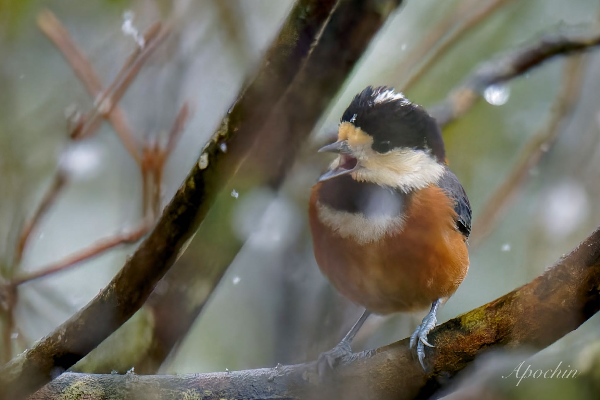 Photo of Varied Tit at 西湖野鳥の森公園 by アポちん