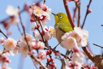 Warbling White-eye 湯河原梅林 Sat, 2/24/2024