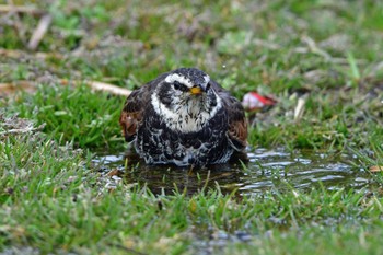 Dusky Thrush 大沼(宮城県仙台市) Sat, 2/24/2024