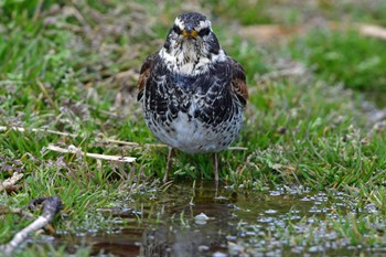 Dusky Thrush 大沼(宮城県仙台市) Sat, 2/24/2024