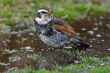 Dusky Thrush 大沼(宮城県仙台市) Sat, 2/24/2024