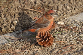 Red Crossbill 北海道 函館市 東山 Sun, 2/25/2024