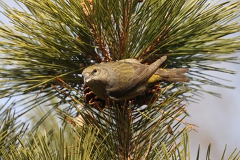 Red Crossbill 北海道 函館市 東山 Sun, 2/25/2024