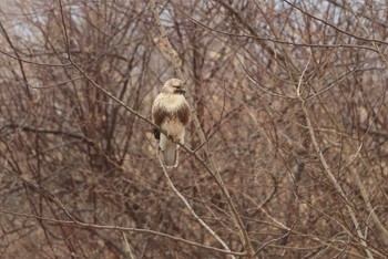 Eastern Buzzard 北海道　函館市　函館空港 Sun, 2/25/2024